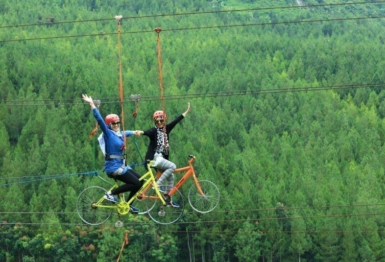 hutan pinus hutan pinus