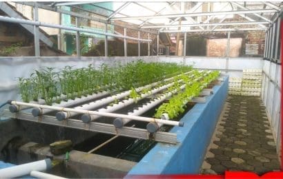 Kolam Lele Cerdas Desa Citeureup