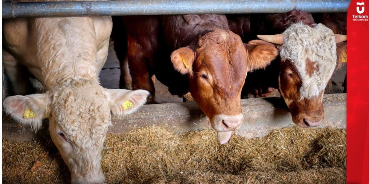 B IoT Wujudkan Solusi Pengelolaan Limbah Ternak dengan Biogas Berbasis Internet of Things  