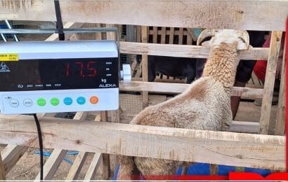 Tel U Berikan Pelatihan Penggunaan Timbangan Digital dan Manajemen Ternak bagi Peternak di Arjasari