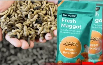 REDOOCEIT Kelola Pengolahan Sampah Organik Menggunakan Maggot Secara Digital 