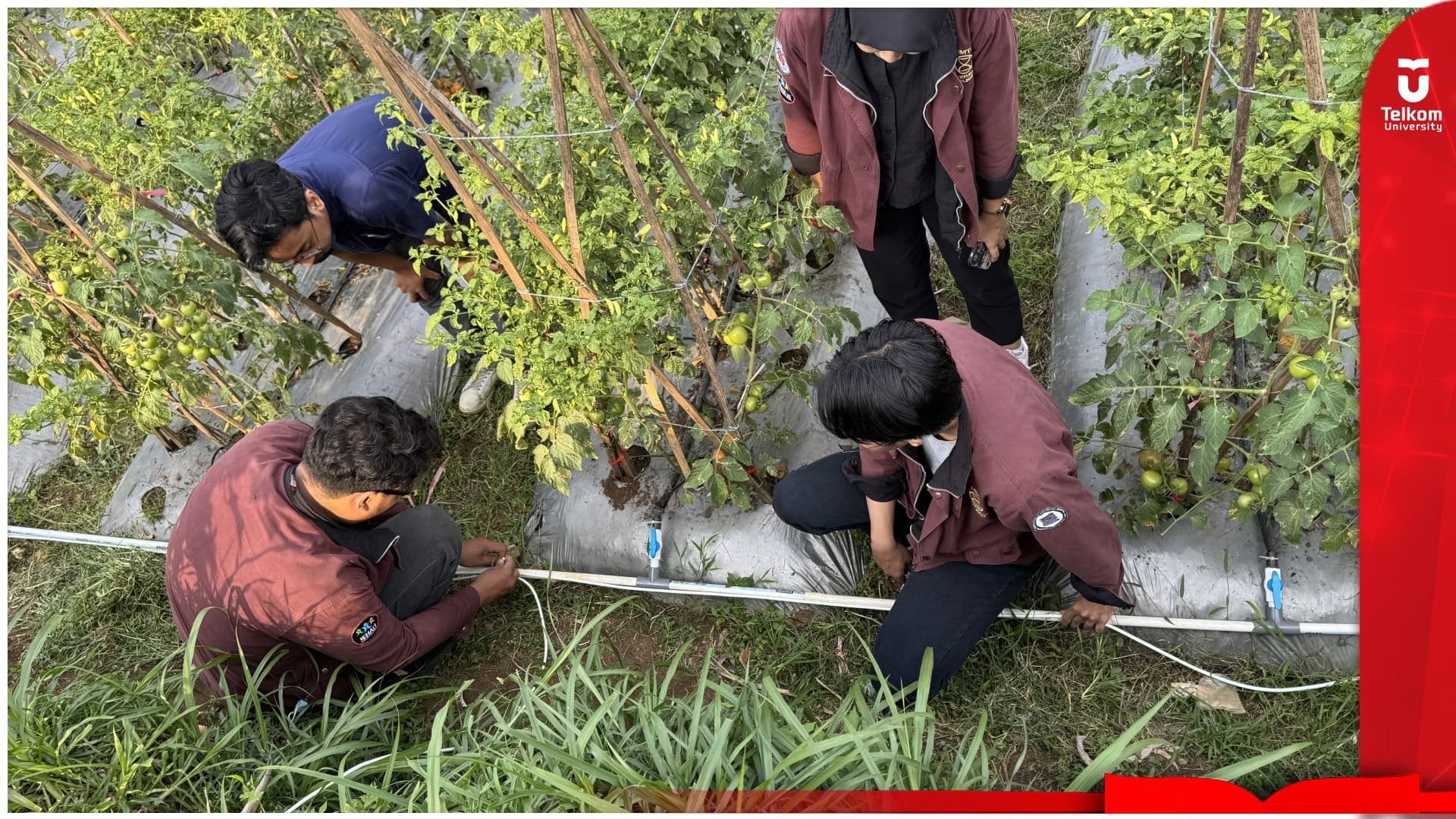 Sinergi Teknologi dan Petani: HMTI Telkom University Terapkan…